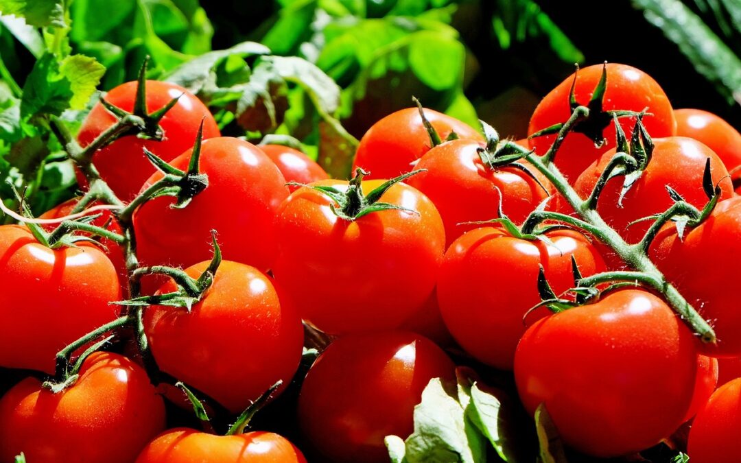 Tips til at dyrke dine egne tomat frø