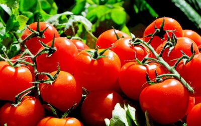 Tips til at dyrke dine egne tomat frø